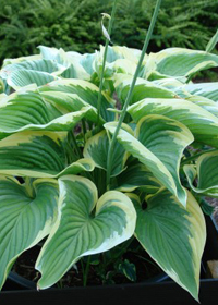 Hosta 'Victory'